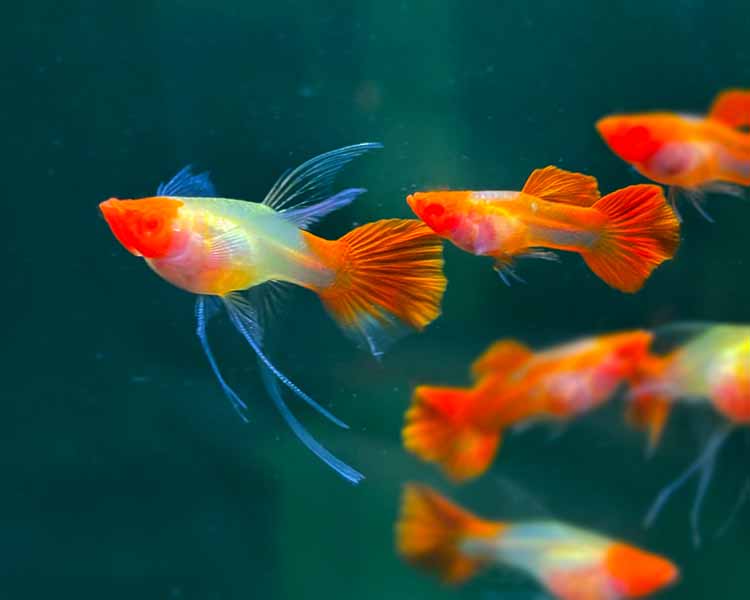 Albino Red Koi Glass Belly Ribbon Guppy Pairs ~ 3-4cm